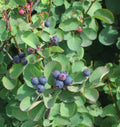 Saskatoon Serviceberry Seeds - 20 Pack - Amelanchier alnifolia - Native Edible Fruit Plant