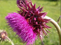 Musk Thistle Seeds - 200+ Pack for Garden Planting - Cirsium myopaeum - USA Grown, Non-GMO
