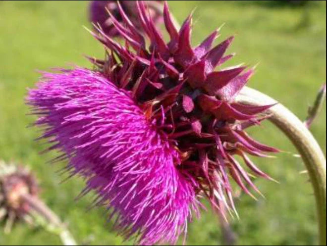 Musk Thistle Seeds - 200+ Pack for Garden Planting - Cirsium myopaeum - USA Grown, Non-GMO