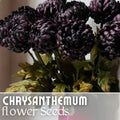 Twilight Plum Mum Seeds - 200+ Chrysanthemum Flower Seeds, Annual Bloom, Purple Mum Variety, Ideal for Gardens