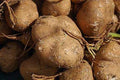 Thai Jicama Yam Bean Seeds 5 lb Tuber - Pachyrhizus erosus - Premium Quality, Shipped with Tracking