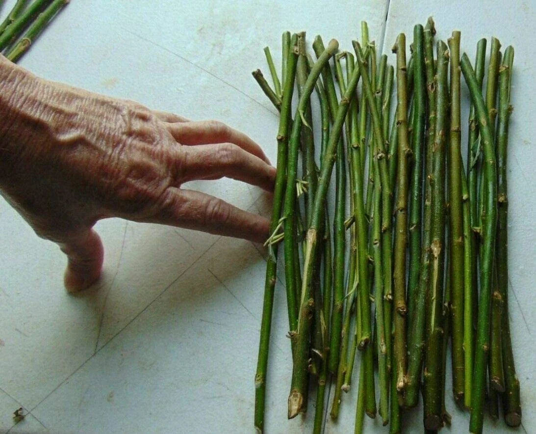 Thin Hybrid Willow Tree Cuttings for Planting - Bulk Amounts - Fast-Growing Privacy Trees - Salix x matsudana