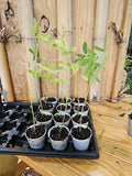 Pigeon Pea Plant 2.5" Pot Organic Cajanus Cajan Gandules Gandul Rojo + 5 Seeds