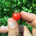 Red Currant Tomato Seeds - 120+ Heirloom Organic NON-GMO - Solanum Lycopersicum