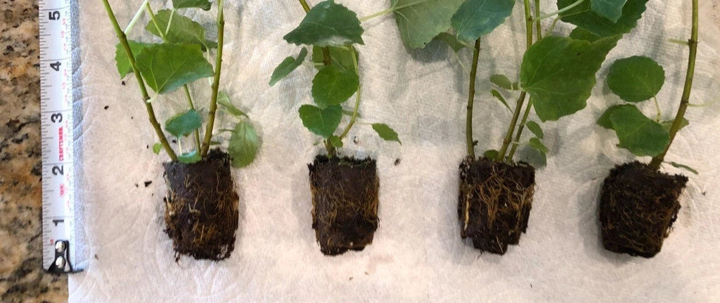 Violet de Bordeaux Fig Tree | Ficus carica | Live Bare Root Starter Plant | Compact Edible Variety for Patio, Garden, or Orchard