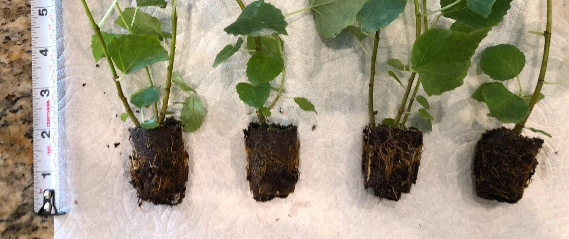 Violet de Bordeaux Fig Tree | Ficus carica | Live Bare Root Starter Plant | Compact Edible Variety for Patio, Garden, or Orchard