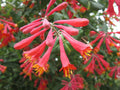 Lonicera sempervirens ‘Honey Coral’ – Native Coral Honeysuckle Vine, Live Starter Plant, Hummingbird Magnet, Hardy Perennial Climber