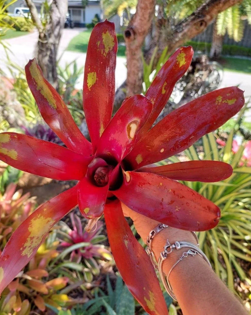 Bromeliad Neoregelia ‘Gazpacho’ Live Plant – Exotic Tropical Houseplant – Colorful Rosette Bromeliad – Bareroot Growing Starter