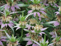 Spotted Bee Balm – Monarda punctata Live Bareroot Starter Plant | Pollinator Magnet Perennial Wildflower for Bees & Butterflies