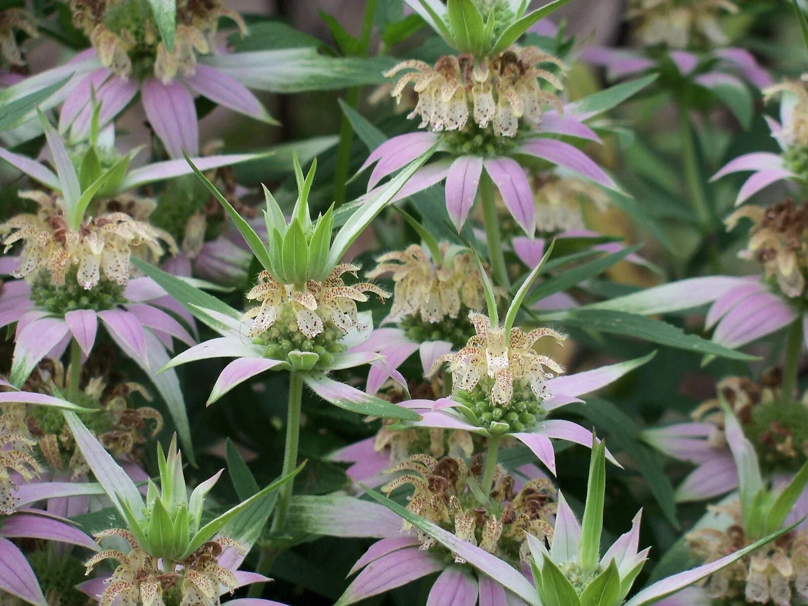 Spotted Bee Balm – Monarda punctata Live Bareroot Starter Plant | Pollinator Magnet Perennial Wildflower for Bees & Butterflies