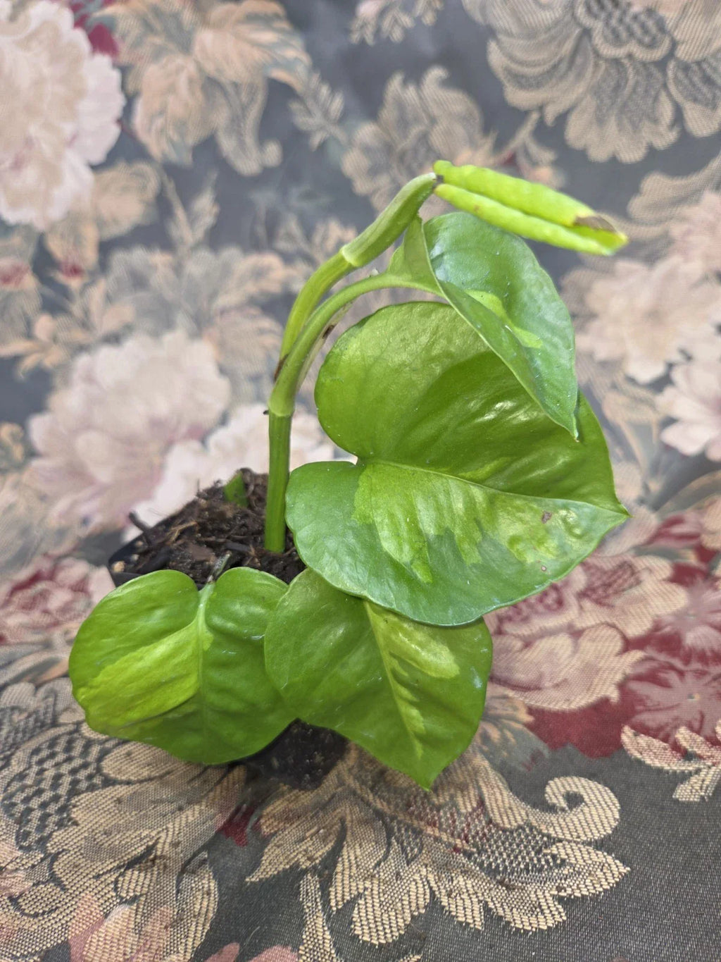 Global Green Pothos Rooted Starter Plant | Epipremnum Aureum Variegated | Live Indoor Vine in 2" Pot | Easy Care Houseplant