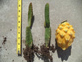 Palora Yellow Dragon Fruit Plant - Rooted & Sprouted - Self-Pollinating - Hylocereus megalanthus - 8"-10" Height