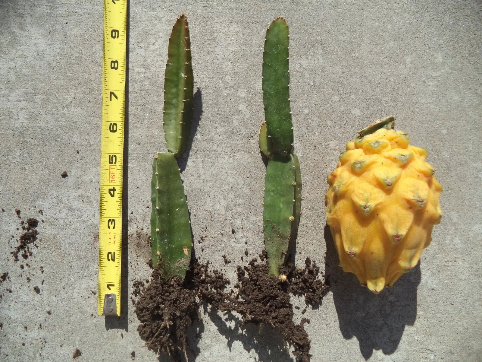Palora Yellow Dragon Fruit Plant - Rooted & Sprouted - Self-Pollinating - Hylocereus megalanthus - 8"-10" Height