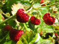 Alpine Strawberry Seeds - Fast Growing - Fragaria Vesca - 100 Seeds - Ideal for Home Gardens - Free Shipping