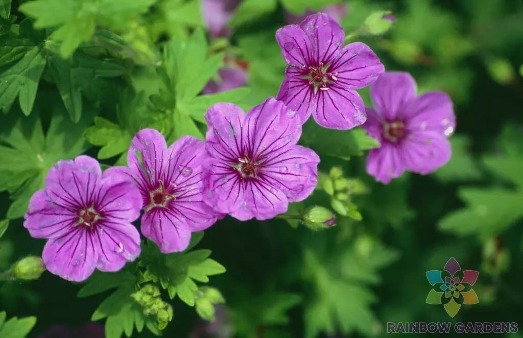 Dilys Geranium Seeds - 25+ Pack for Garden Planting - Pelargonium spp. - USA - Free Shipping