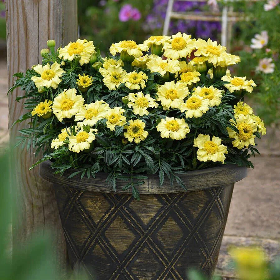 Daisy Wheel Lemon Marigold Seeds - 25+ Pack for Garden Planting - Tagetes erecta - USA Grown