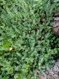 10 Lot Fresh Rooted Sedum & Creeping Jenny Live Plants - Ideal Ground Cover - Sedum spp. & Lysimachia nummularia