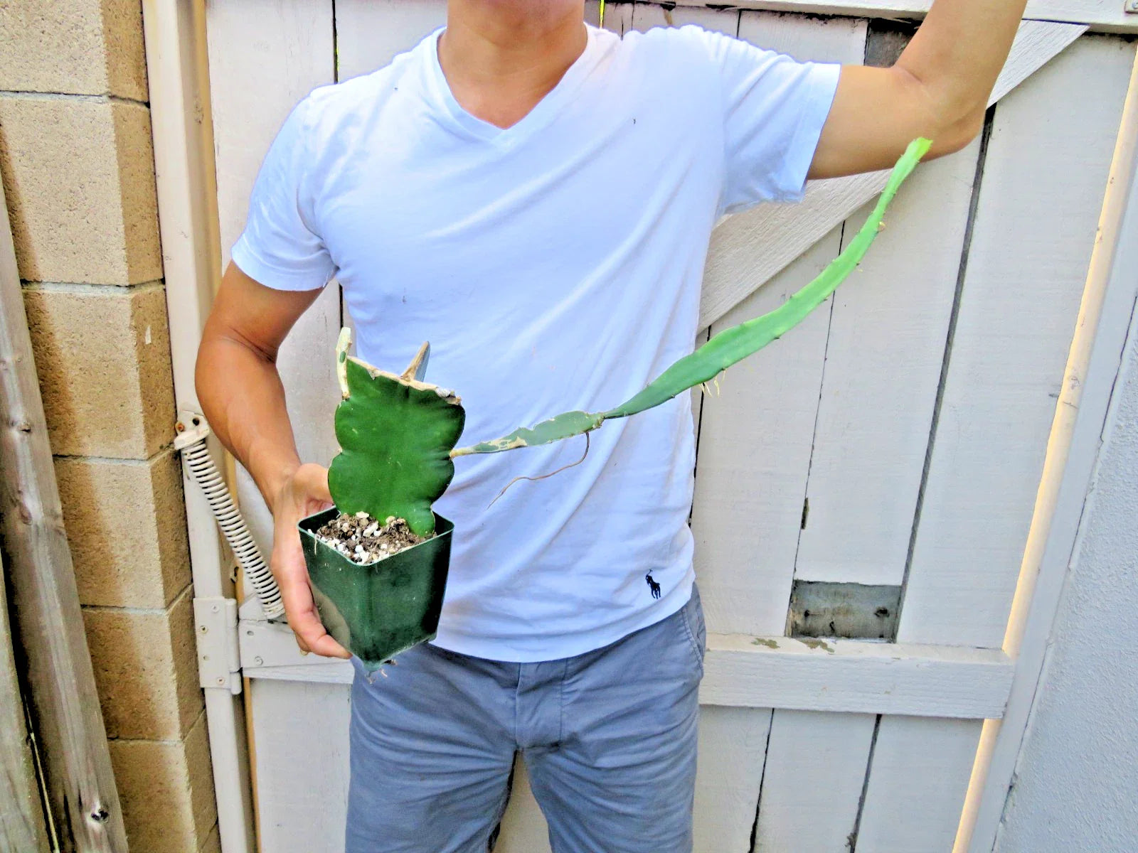 Dragon Fruit Succulent Cactus | Epiphyllum Pitahaya | Vibrant Tropical Plant