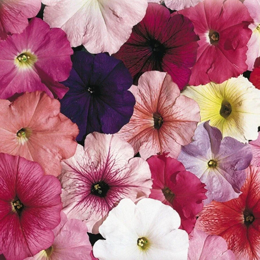 Petunia Seeds - 25 Pelleted Seeds - Celebrity Mix - Annual Flower Seeds (Petunia x hybrida)