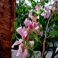 Pink Orchid Tree Seeds - Rare Bauhinia monandra Tropical Butterfly Flower Plant