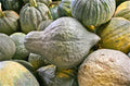Green Hubbard Squash Seeds - Fresh Squash Seed Variety - Cucurbita maxima