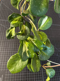 Hoya Cutting 1 Node Inner Variegated Splash Hoya obovata
