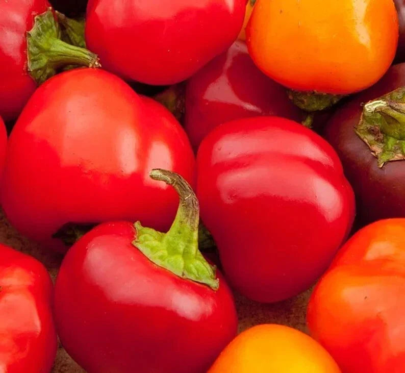 Organic Cherry Sweet Pepper Seeds - 50 Count - Capsicum annuum - USA Grown, Non-GMO, Free Shipping