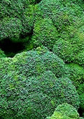 Waltham 29 Broccoli Seeds 500+ Non-GMO - Brassica oleracea, Heirloom Vegetable Seeds for Home Gardening
