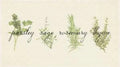 Culinary Herb Seed Set | Parsley, Sage, Rosemary, Thyme | Gift Pack | Garden Seeds
