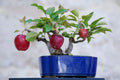 Bonsai Apple Tree Seeds - 15 Pack - Exotic Indoor Fruit - Malus pumila