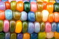 Glass Gem Indian Corn Seeds - 25+ Seeds - Vibrant Translucent Kernels - Zea mays "Glass Gem"