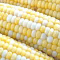 Peaches & Cream Corn Seeds | Non-GMO Hybrid Bicolor Sweet | Zea mays