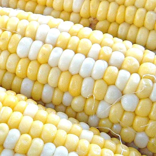 Peaches & Cream Corn Seeds | Non-GMO Hybrid Bicolor Sweet | Zea mays