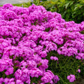 Ultrapink Phlox Seeds - 100+ Count - Vibrant Garden Flowers - Phlox paniculata - USA