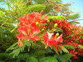 Royal Poinciana Tree Seeds, 5 Pack, Delonix regia, Tropical Flowering Plant, Exotic Landscaping Option