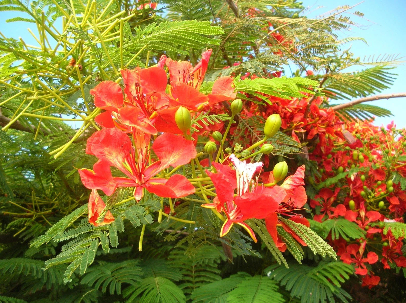 Royal Poinciana Tree Seeds, 5 Pack, Delonix regia, Tropical Flowering Plant, Exotic Landscaping Option