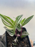 Tradescantia Tricolor Live Houseplant 2” Pot - Variegated Green, Pink, White - Tradescantia fluminensis