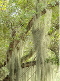 LIVE SPANISH MOSS Airplant - 5 Gallon - Freshly Picked Orlando - Tillandsia Usneoides