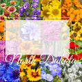 North Dakota Wildflower Seed Mix 1/2 Pound Bulk, Covers 1,600 sq ft, Native Wildflowers for Pollinators, Various Species