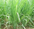 Lemon Grass Seeds - 100+ Non-GMO Mosquito Repellant Seeds | Cymbopogon citratus | Free Seeds Included