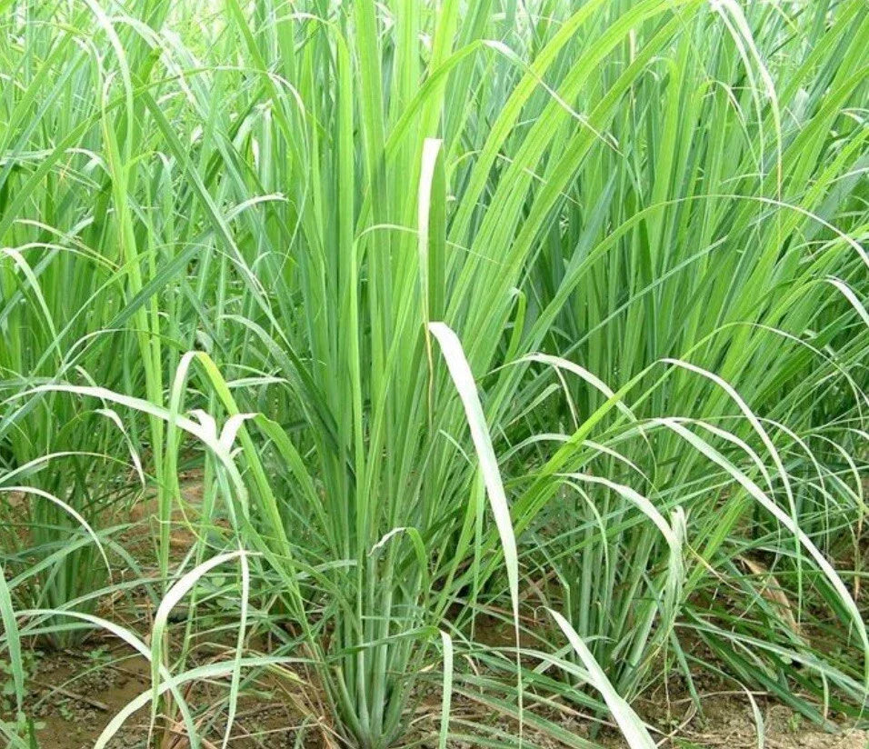 Lemon Grass Seeds - 100+ Non-GMO Mosquito Repellant Seeds | Cymbopogon citratus | Free Seeds Included
