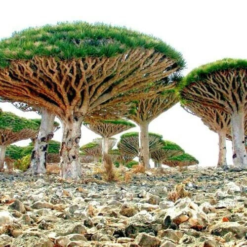 Dragon Tree Seeds - 10 Seeds - Dracaena Draco - Exotic Indoor Plant for Growing