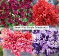 Sweet Pea Seeds - Purple Dream Mix - Fragrant Climbing Vine - Non-GMO - 15 Seeds