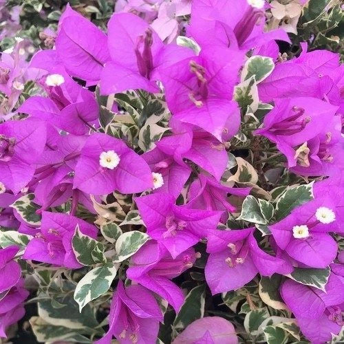 Bougainvillea Starter Plant - Blueberry Ice Variegated - Well Rooted - Bougainvillea glabra