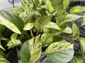 Marble Queen Pothos Cuttings Bundle - 3 Variegated Tropical Trailing Plants - Epipremnum aureum