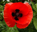 Corn Poppy Seeds - Red with Black Center - Papaver rhoeas