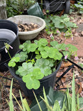 Pink Oxalis Wood Sorrel Bulbs - 15 Count - Easy Care Perennial - Oxalis deppei - Attracts Butterflies, Deer Resistant