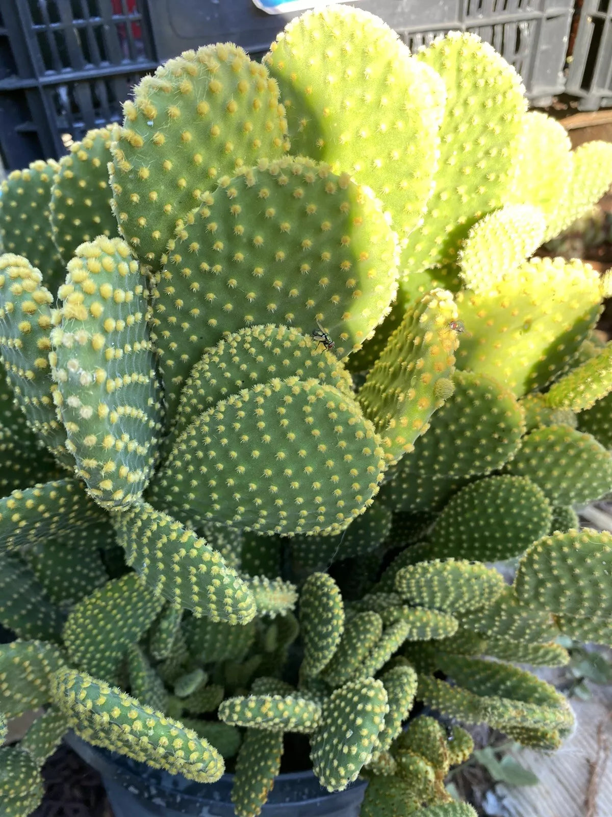 Opuntia Microdasys Cactus Cuttings - 3 Bunny Ears Succulent - No Roots or Soil - Hardy Indoor/Outdoor Plants