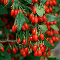 Live Fruiting Goji Berry Plant - 3+ Year Mature Wolfberry Bush - Well Rooted (Lycium barbarum)