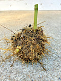 Live Bamboo Root 5 in Seabreeze Bamboo Rhizome - Bambusa vulgaris
